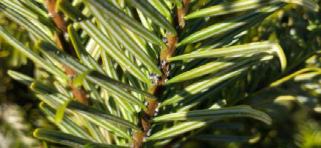 Have you checked your trees for lice?